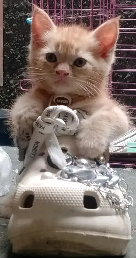 Open adopt kitten bermahar