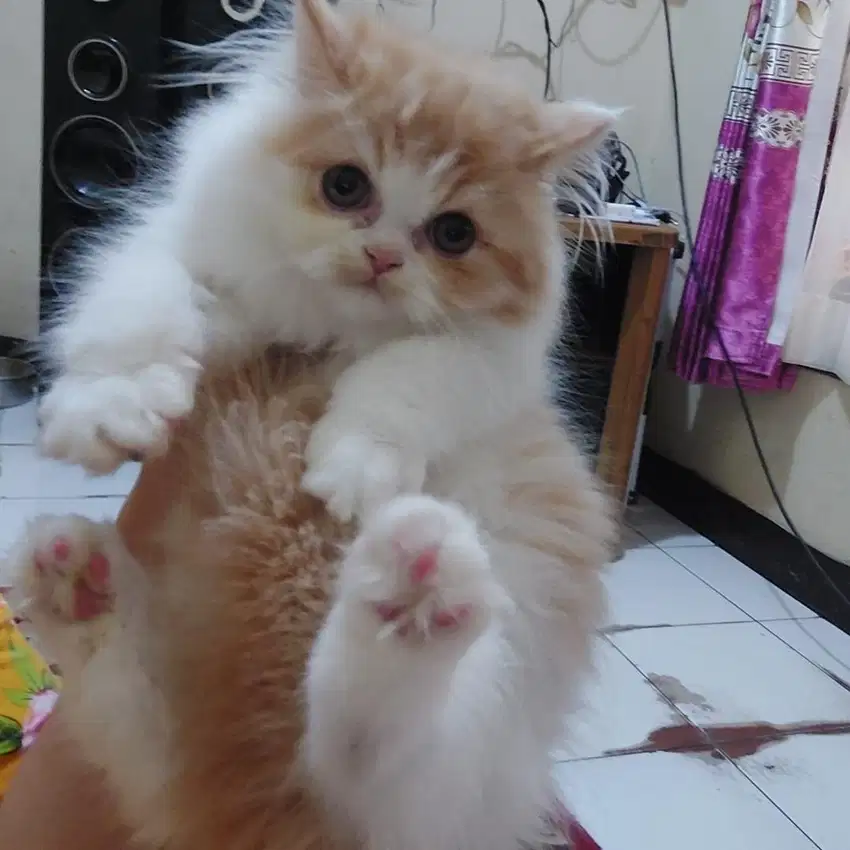 Kucing persian flatnose Superr