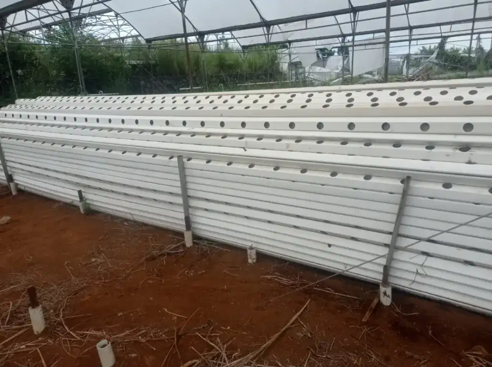 Hydroponic ~ Gully media tanam Thailand @ 6 meter