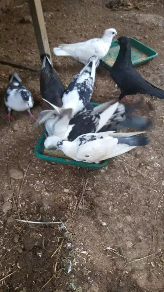 Burung merpati blantong