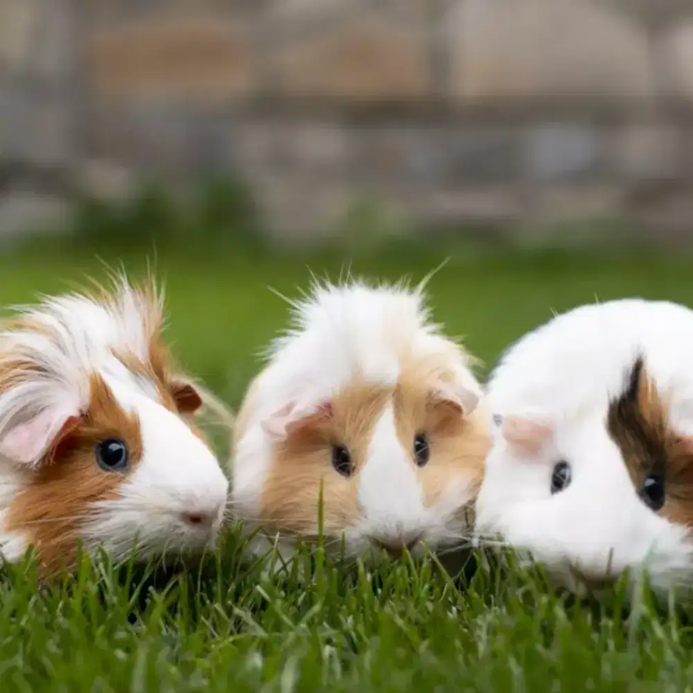 Marmut guinea pig lokal