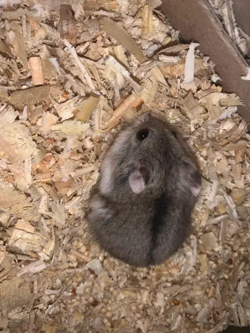 Hamster berbagai jenis