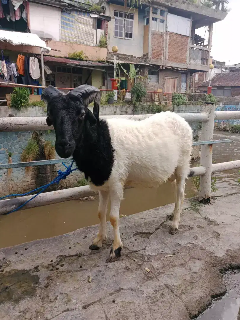 Domba Qurban Irit Si Sambung