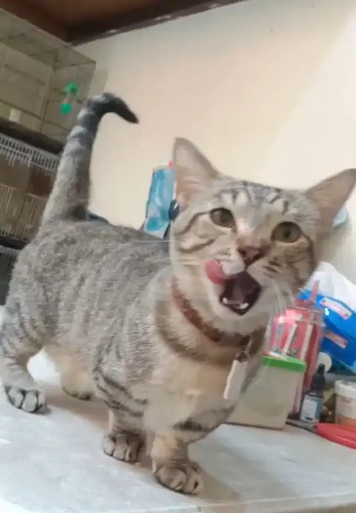 Munchkin Genetta Cebol