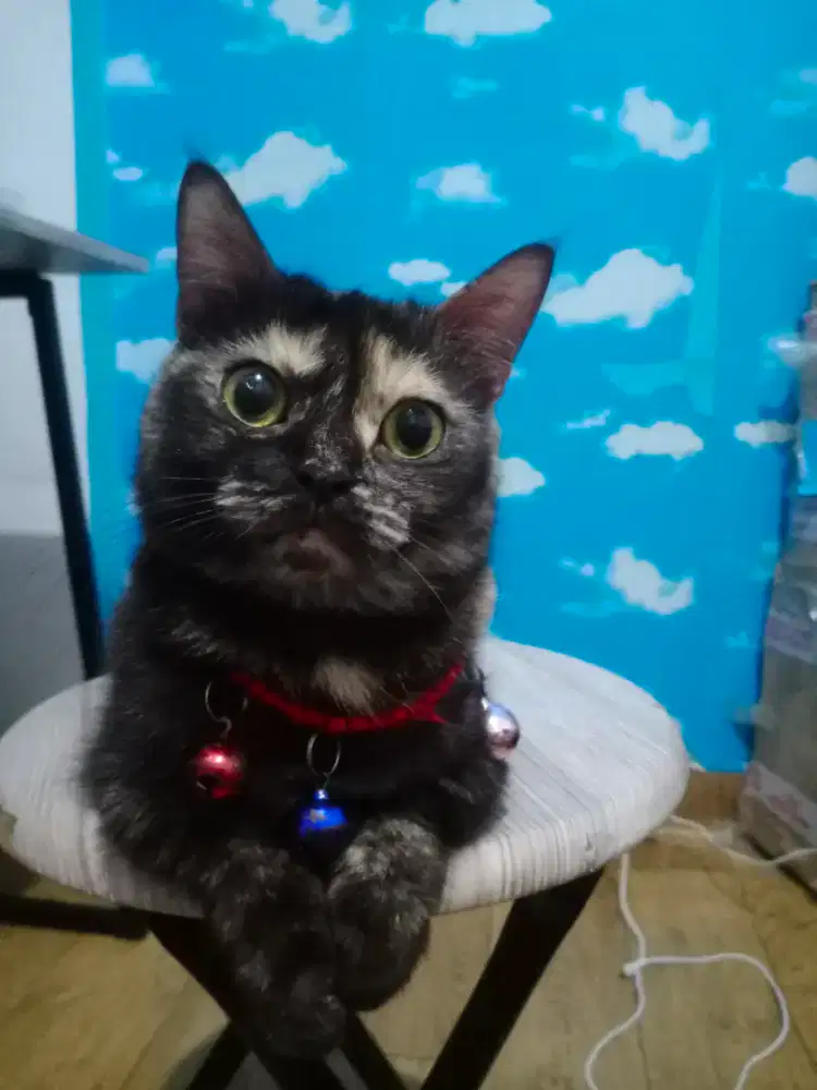 Kucing Gemoy!!!  Kucing Munchkin Short Hair