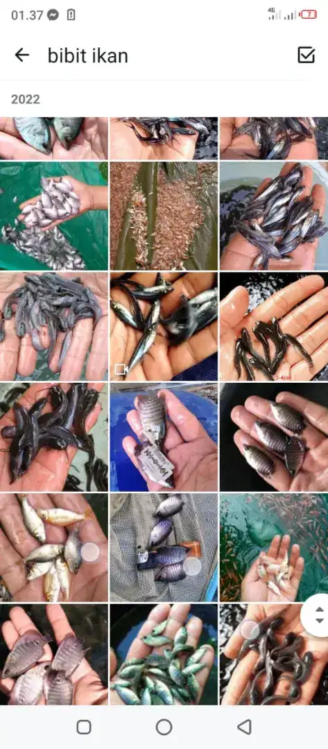 Bibit ikan patin siap d halo