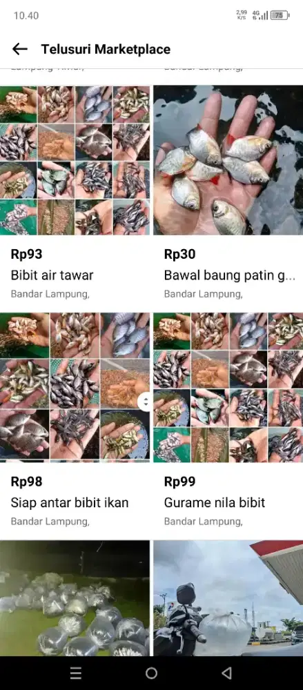 bibit ikan nila boss qu