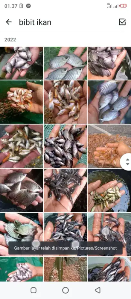 Bibit ikan lele air tawar