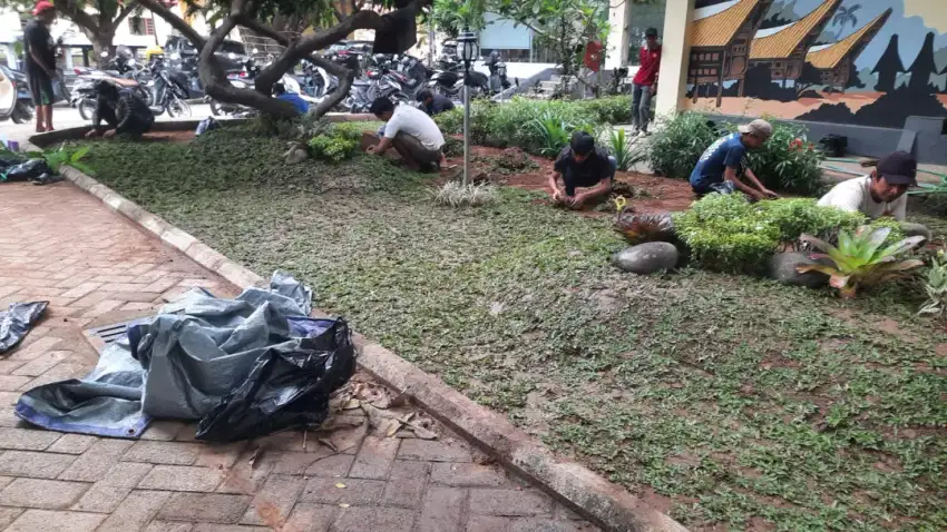 Jasa suplier Rumput