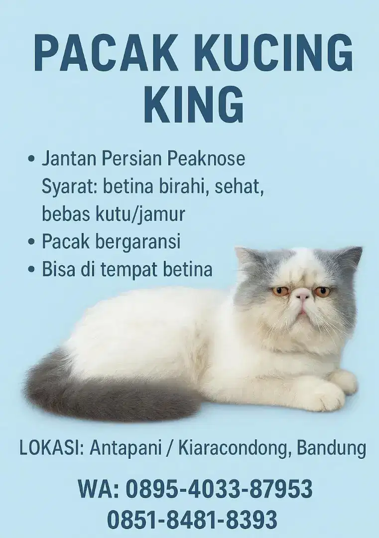 Jantan peaknose longhair blue van jago kimpoy