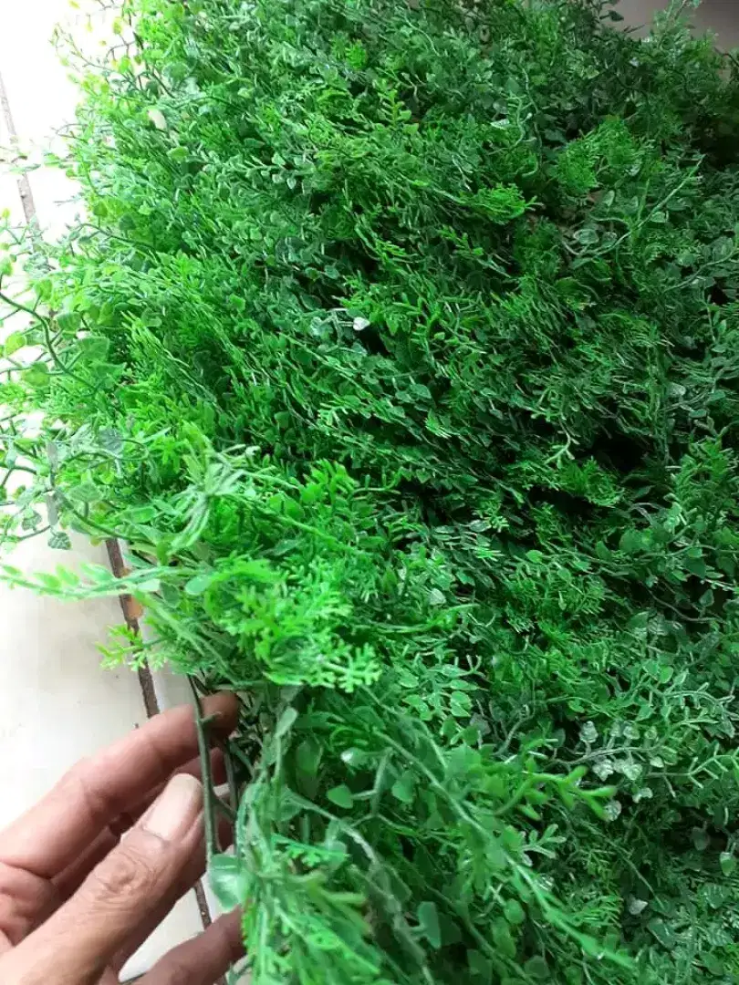 Daun dolar pakis ukuran lebar 40 cm panjang 60 cm