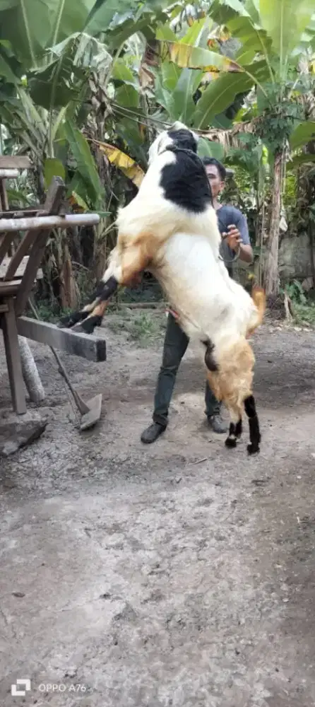 Qurban dan Aqiqah 2025