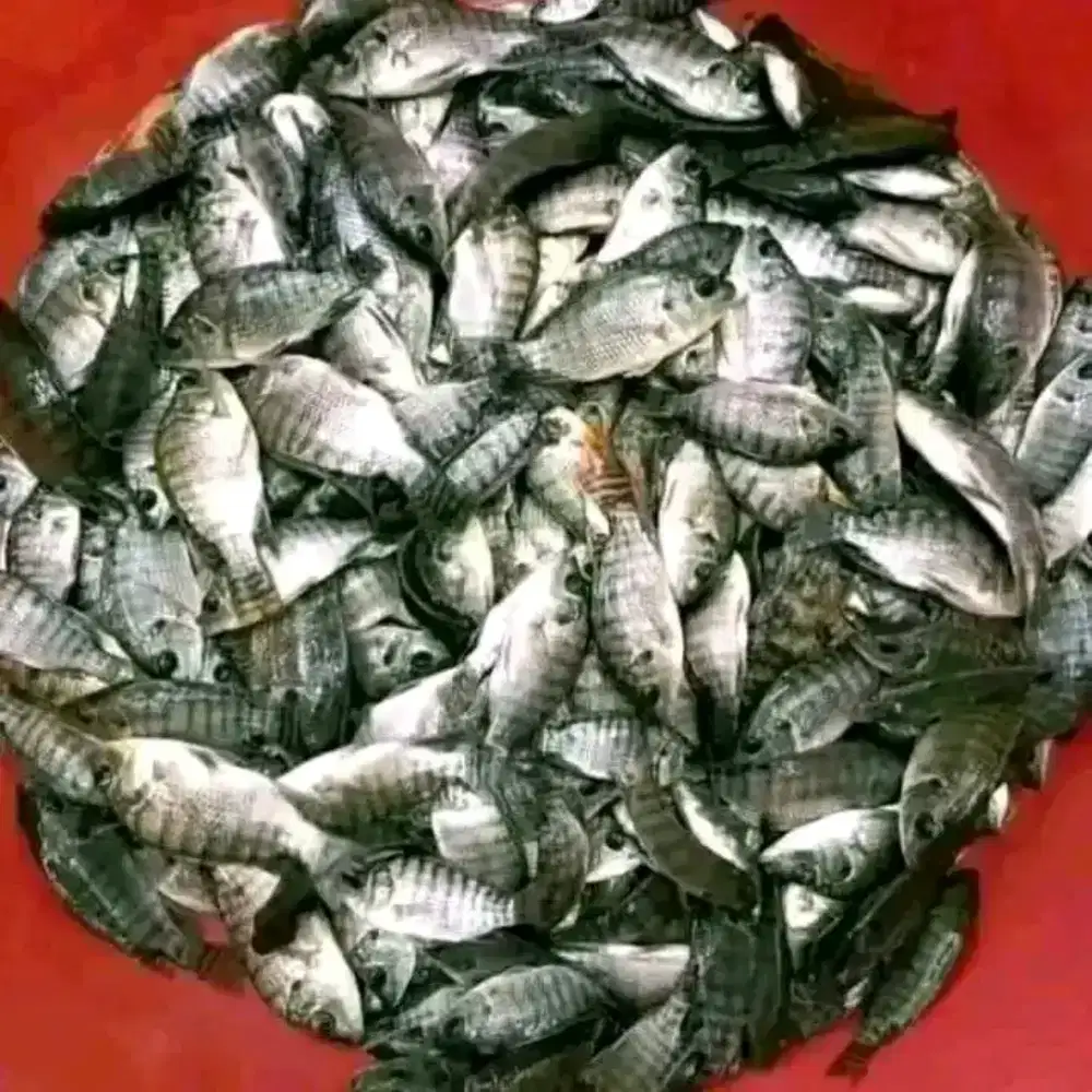 Bibit nila hitam / mujaher