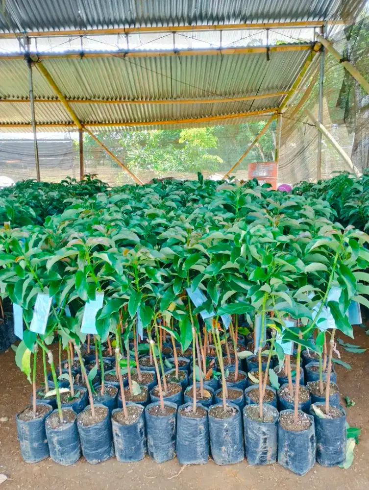 Bibit alpukat miki (cipedak) berlabel