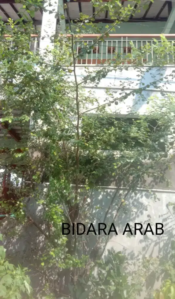 Daun Bidara Arab Seplastik Petik Segar