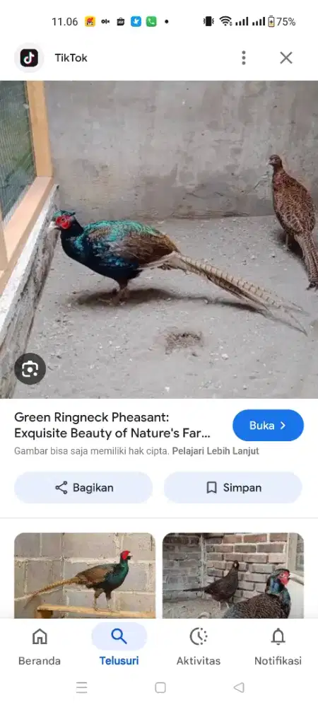 Ayam Green Ringneck Pheasant sepasang