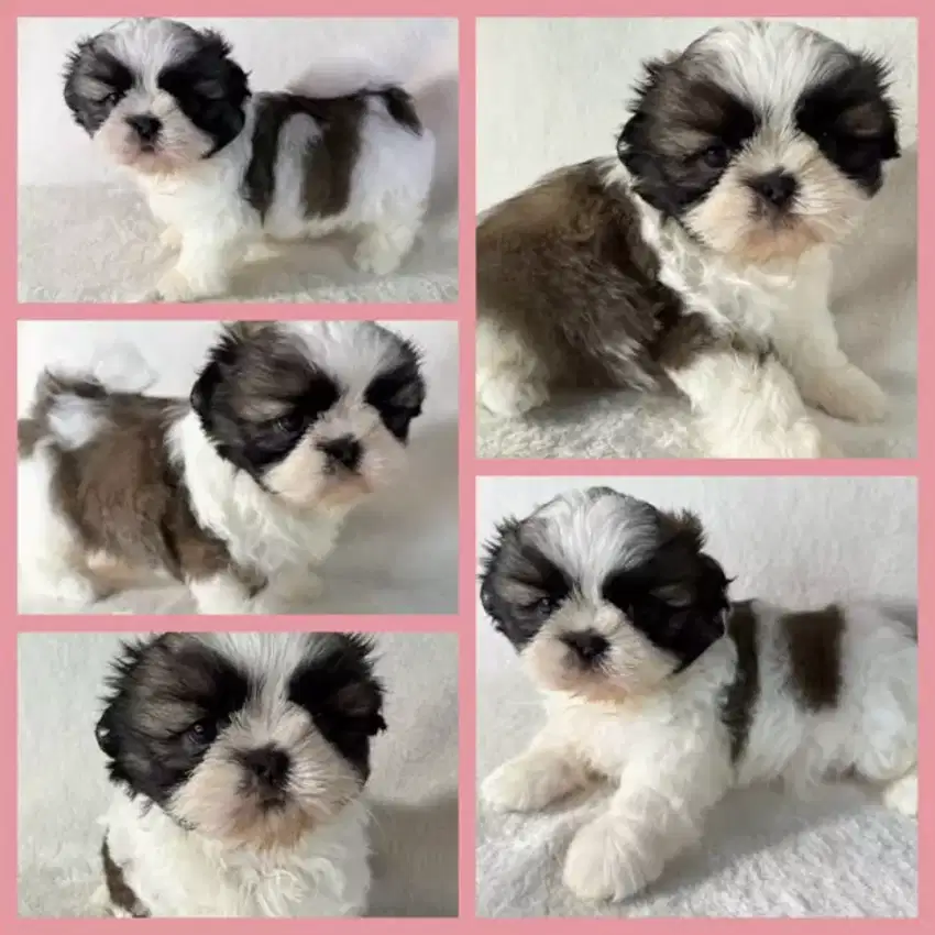 JUAL ANJING SHITZU SHIHTZU