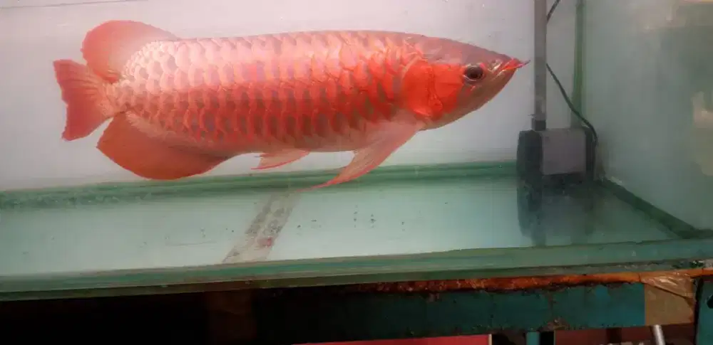 Arwana super red