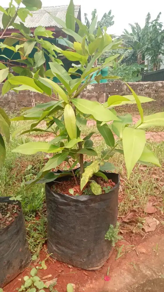 Bibit jambu air madu deli