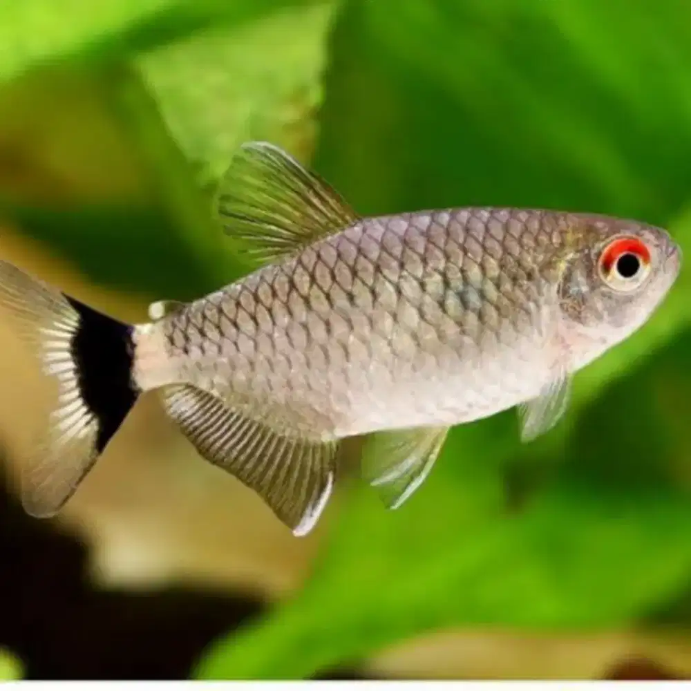 Ikan Hias Red Eye