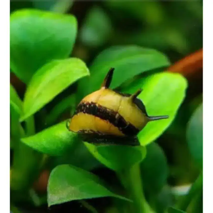 Keong Hias Bumblebee