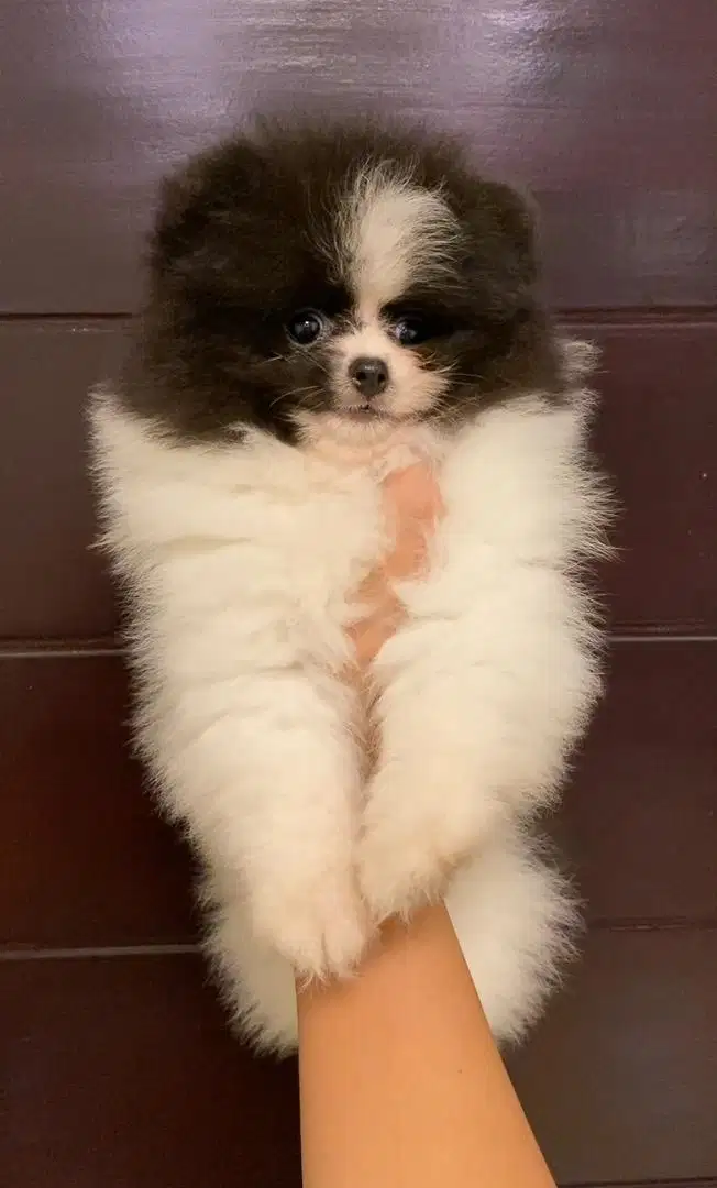 Dijual minipom party color jantan