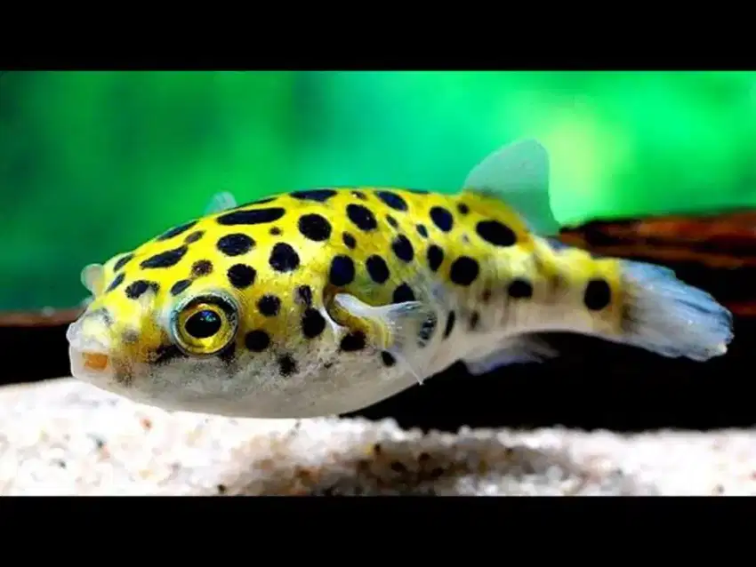 Ikan Hias Buntal