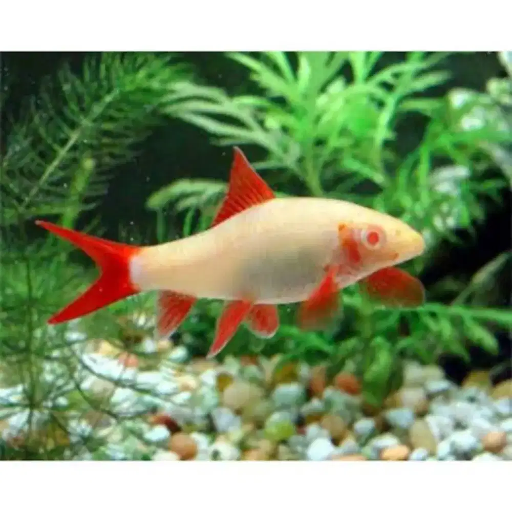 Ikan Redfin Albino