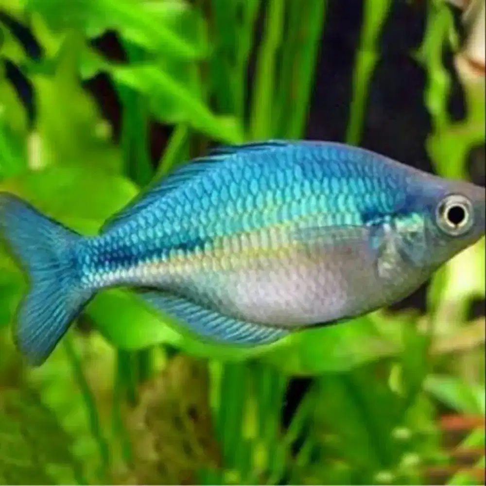 Ikan Rainbow Blue
