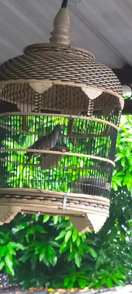 Perkutut walik sumpah ekor 12 tangkapan makam panembahan Senopati