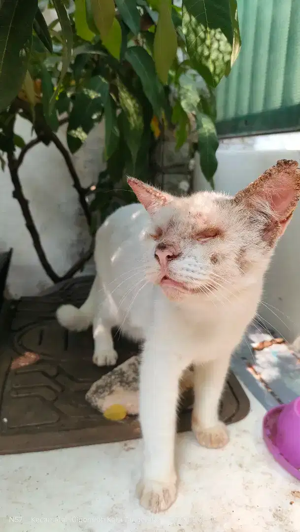 Dicari Penyayang Kuxing yang mau Adopsi Kucing Berikut Perlengkapannya