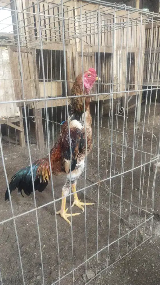 shamo jantan 3 colour