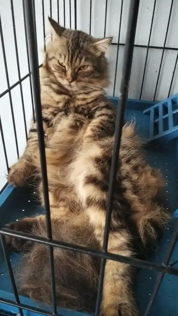 Lepas Adopsi Persia Jantan