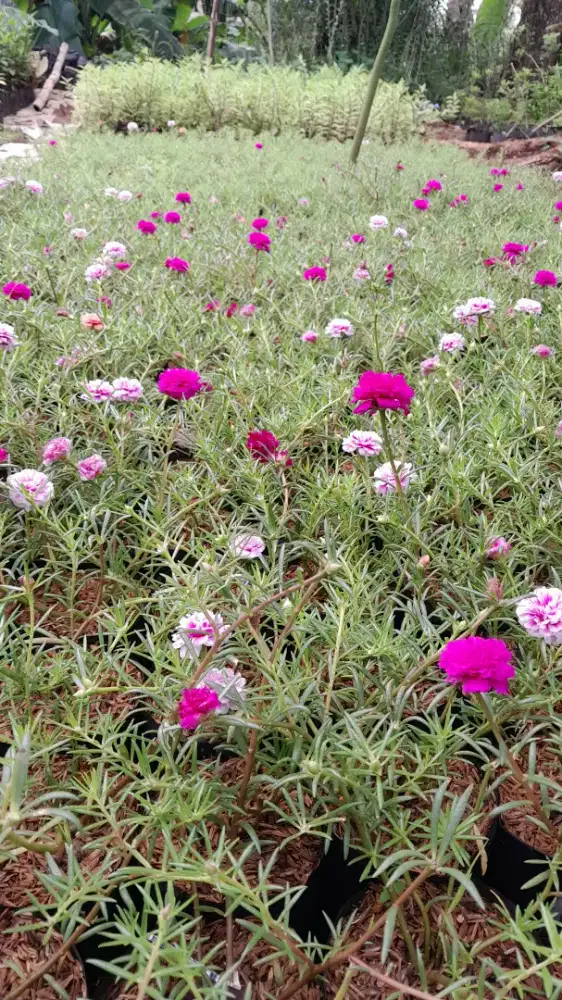 Tanaman hias  sutra bombay