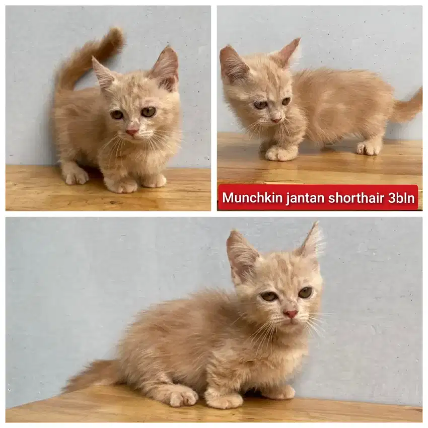 Lepas adopsi kucing persia munchkin jantan 3bln