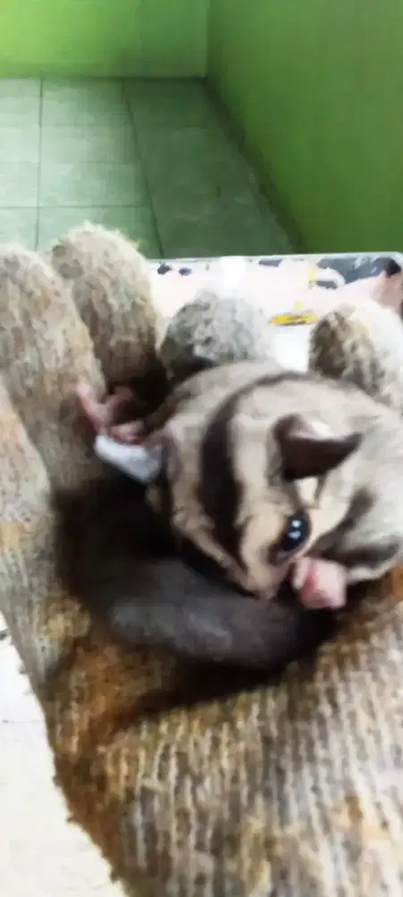 Sugar Glider Tipe Classic Grey