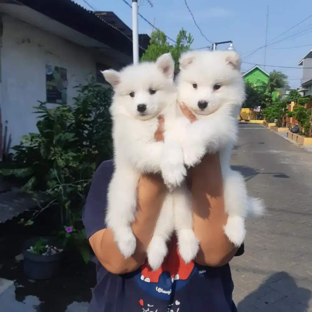 Samoyed puppy dog