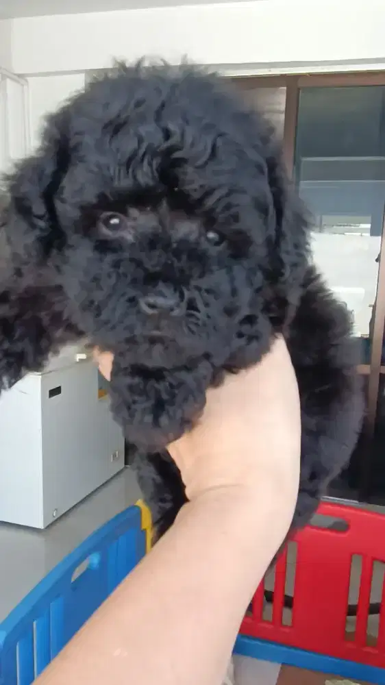 Poodle puppies nom stb