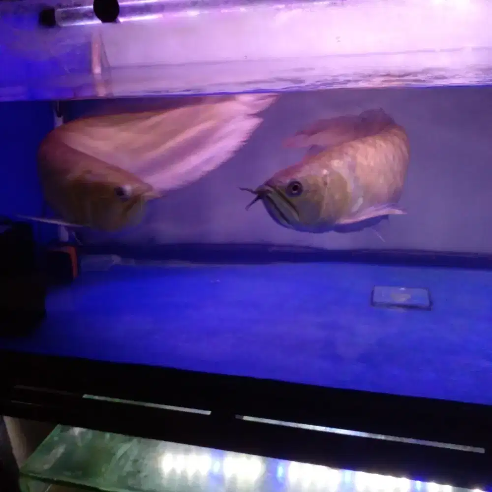 Ikan arwana silver red