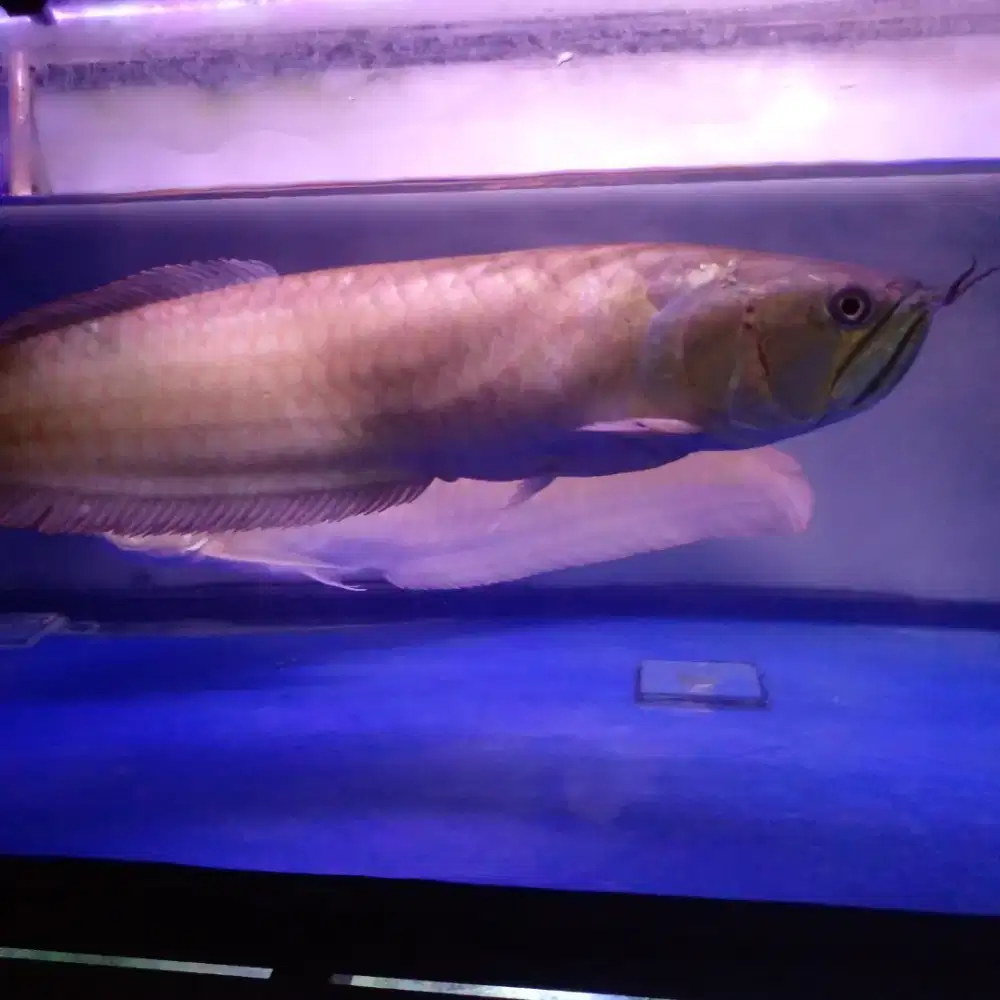 Ikan arwana silver red