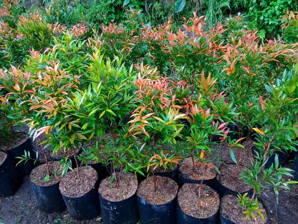 Pucuk merah tinggi 1 meter