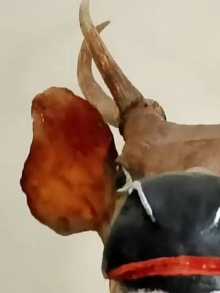 Dekorasi rumah pajangan dinding antik jumbo