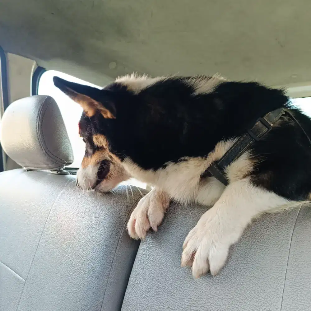 Jual cepat anjing Corgi