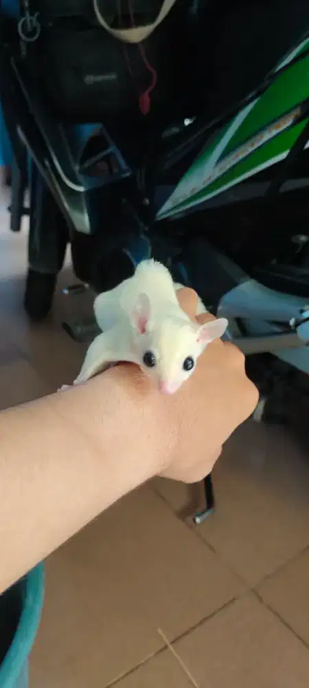 Sugar glider leucistic betina & jantan  jalan 3 bulan | sugar glider