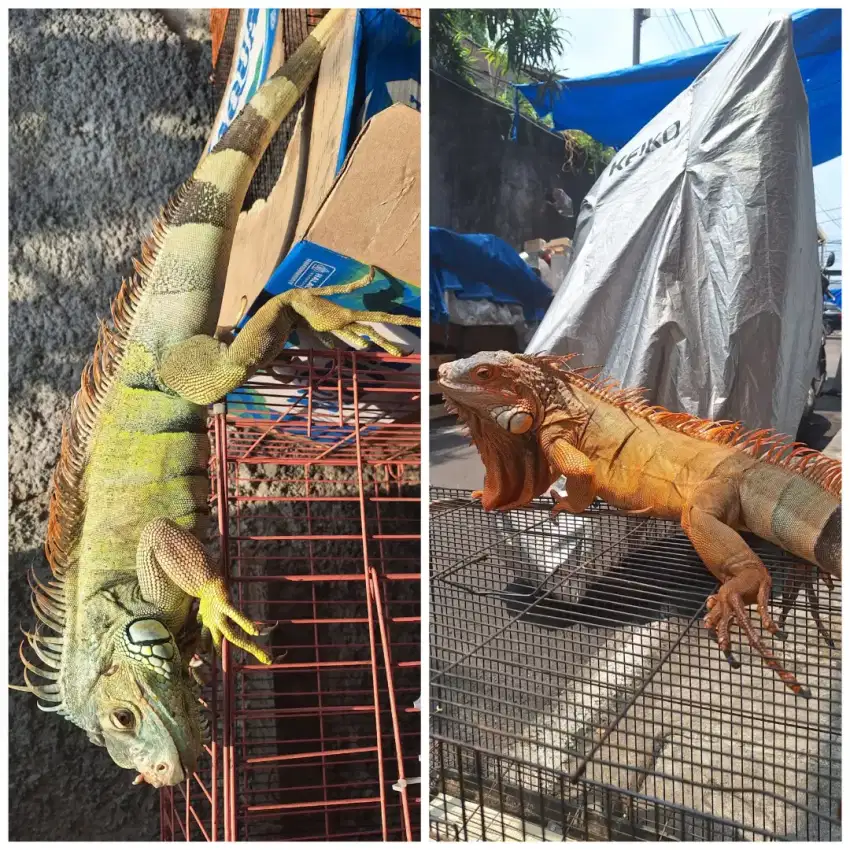 2 ekor iguana super red dan green
