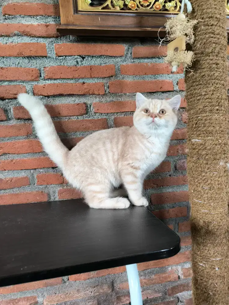 Kucing Scottish Straight Non Ped - Gen Big Bone - Turunan ada gen BSH