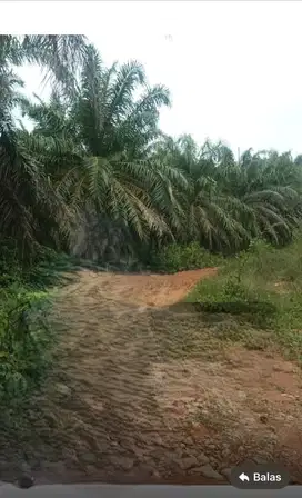 Lahan sawit 750 Ha di Baturaja di jual