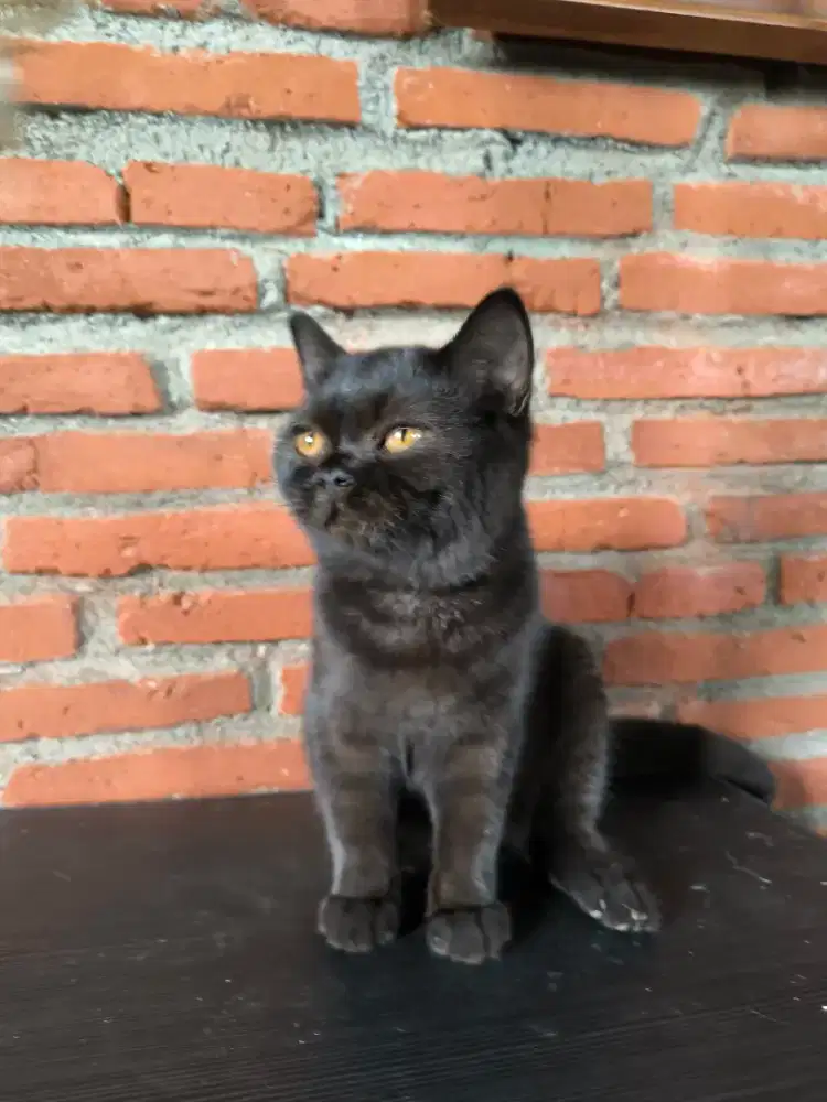 Kucing Scottish Straight Ped/Gen Big Bone/Bagus untuk Parents Stock