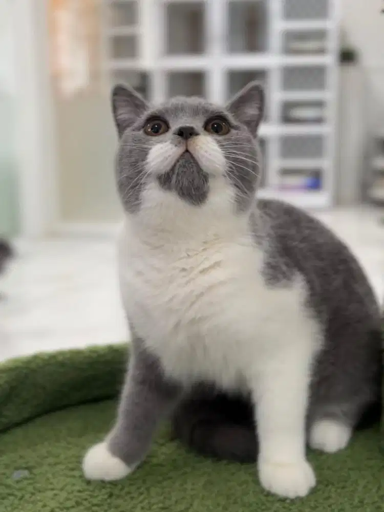 Kucing british shorthair  BSH bicolour
