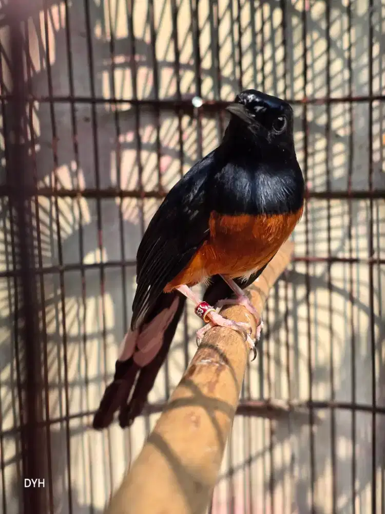 Murai Batu Blorok Ekor Panjang